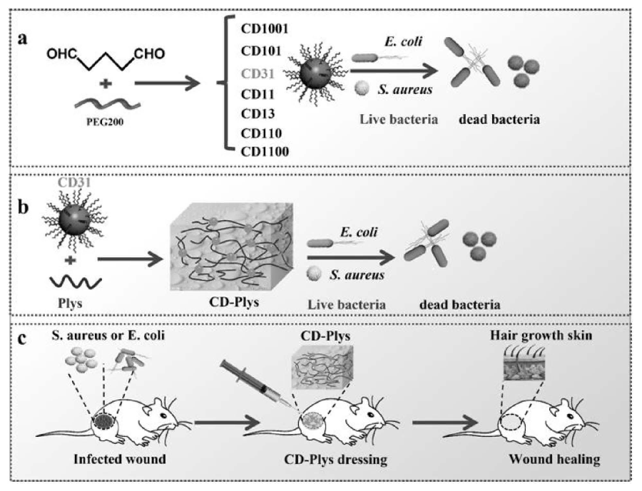 碳納米點、可注射碳納米點-ε-聚賴氨酸水凝膠及其制備方法與應(yīng)用